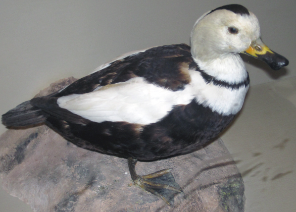 Image of the labrador duck