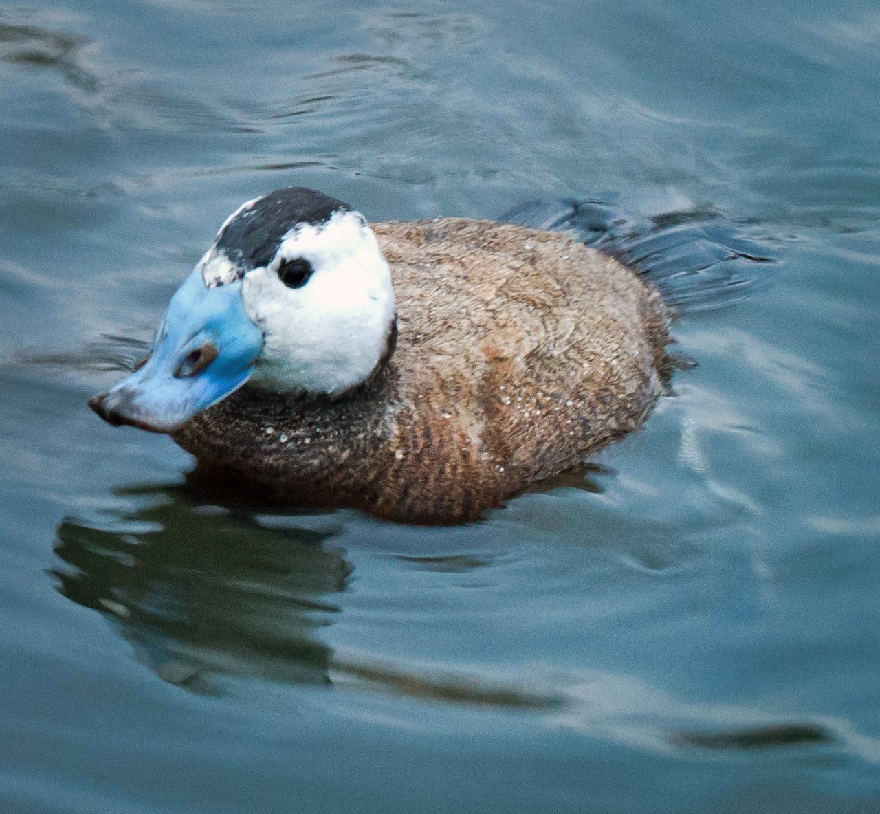 Image of white-headed duck