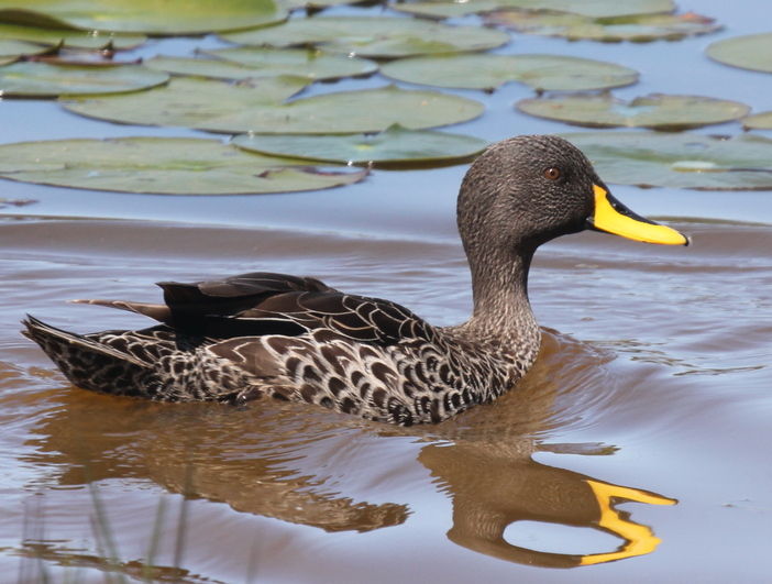 Image of the Yellow Billed Duck